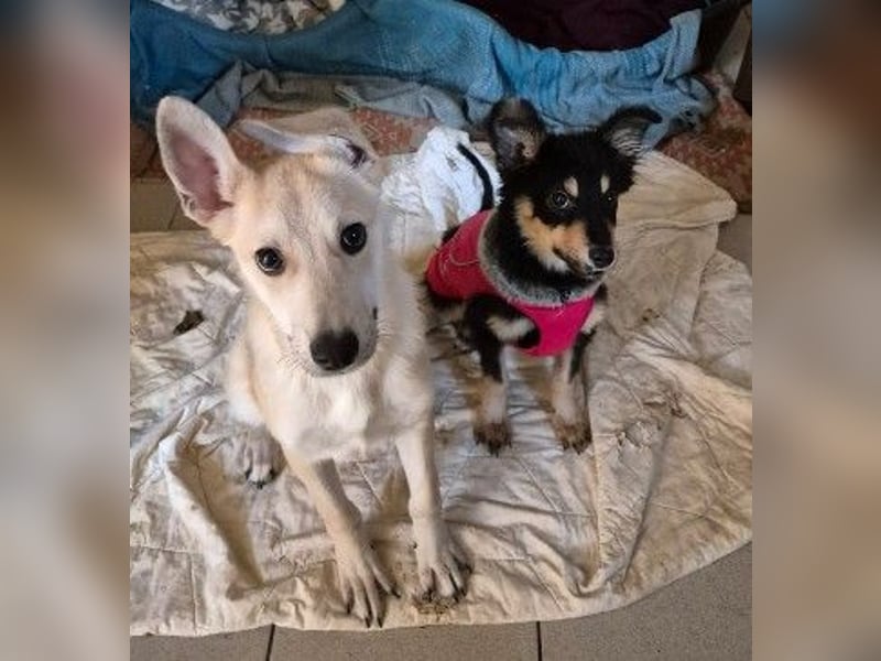 Ruhiger Valentin sucht geduldige Menschen