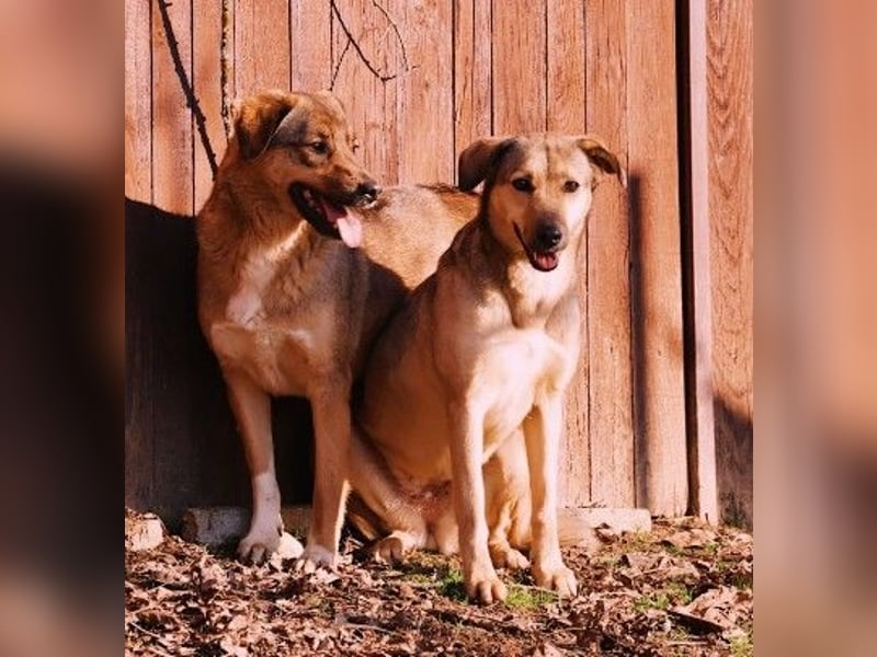 schüchterne Laura sucht