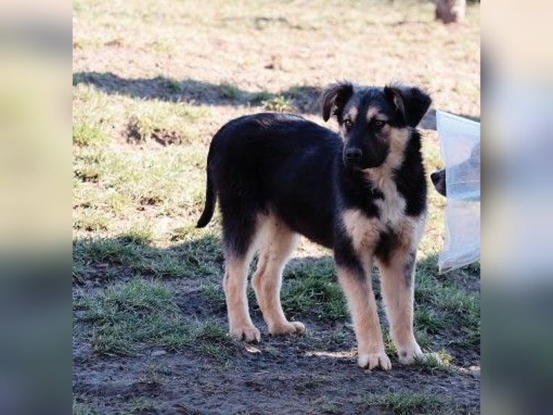 Yummi-liebevoller Junghund zum Knuddeln