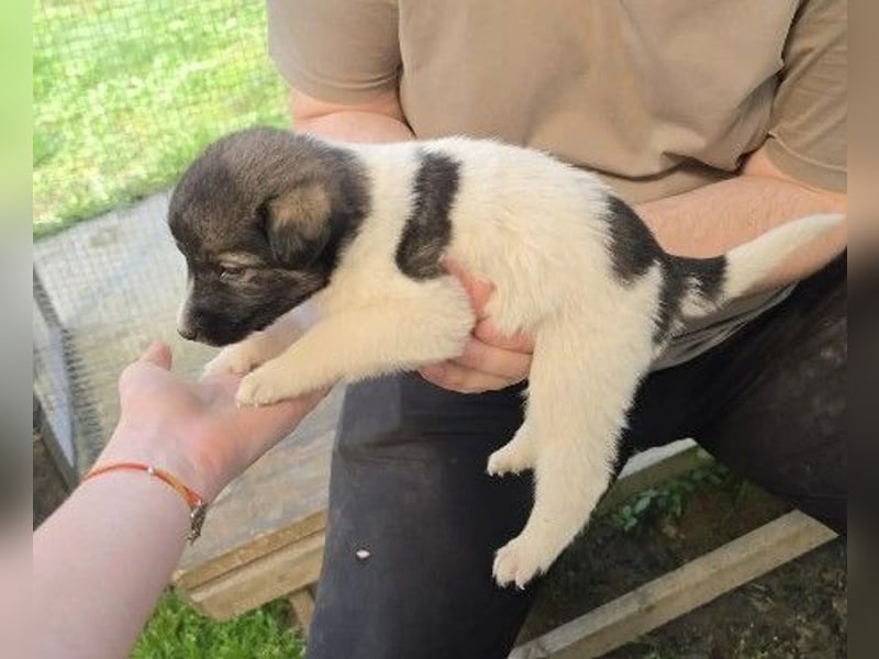 bezauberndes Welpenmädchen Frany