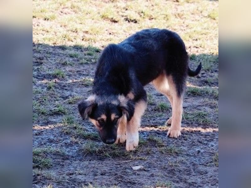 Yummi-liebevoller Junghund zum Knuddeln