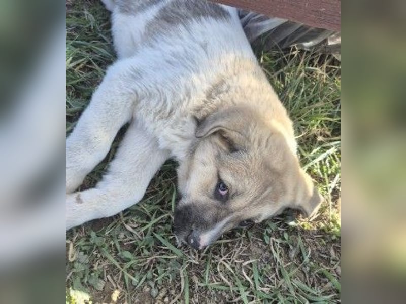 Zauberhaftes Welpenmädchen Elara sucht ihre Familie