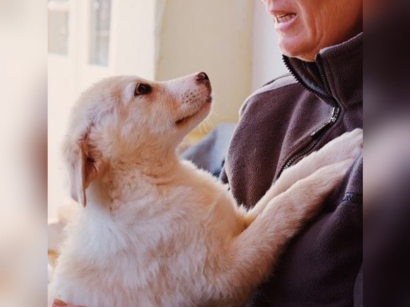 zauberhafter Welpe Zora