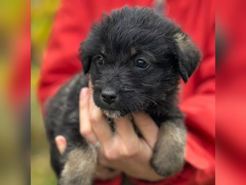 NED - süßer Welpenjunge sucht seine Familie