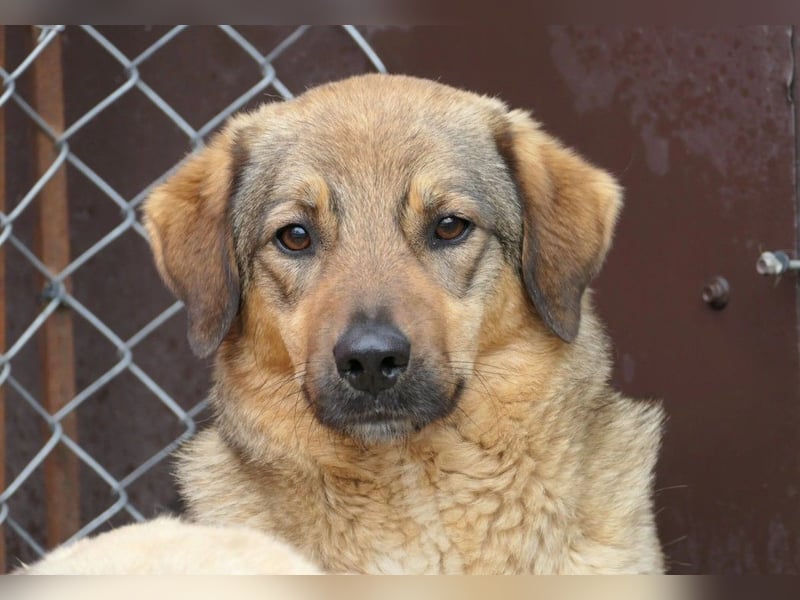 Alena - mit Geduld zur Traumhündin