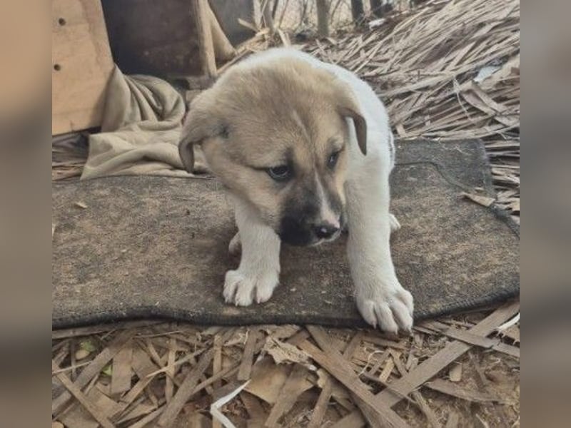 Zauberhaftes Welpenmädchen Elara sucht ihre Familie