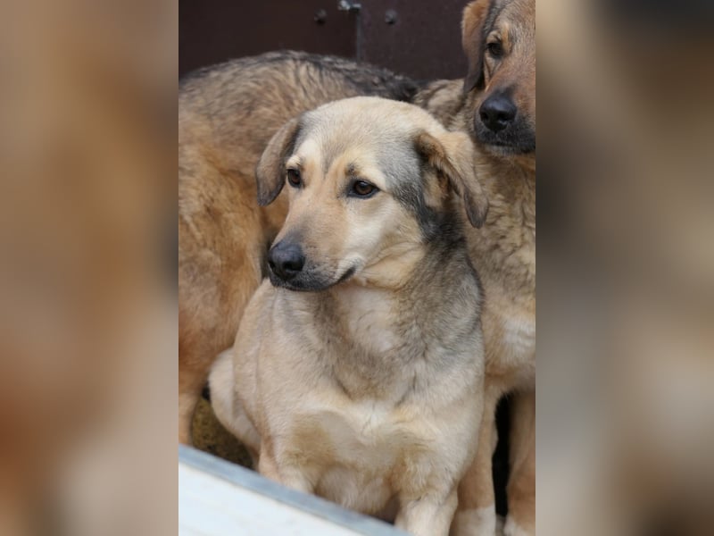 hübsche Laura sucht ihr Zuhause