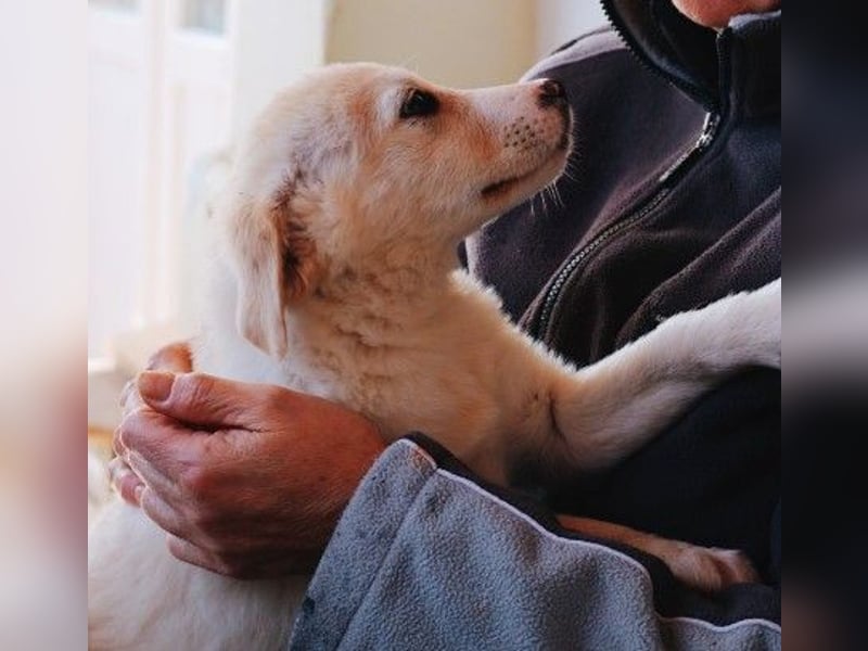 zauberhafter Welpe Zora