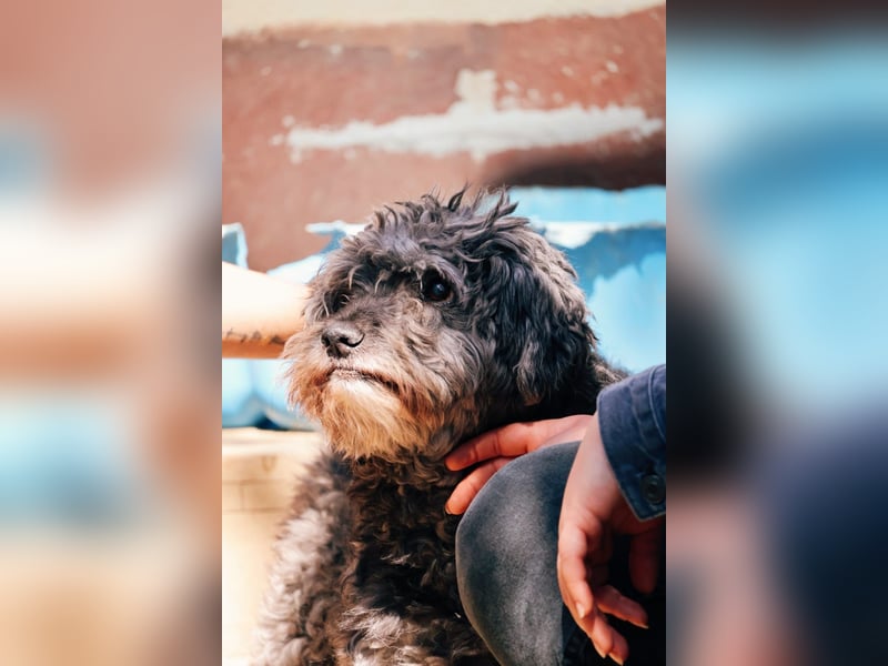 ROCKY - sensibler Rüde sucht einfühlsames Zuhause