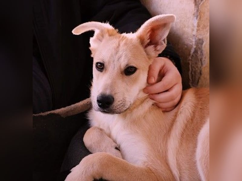 Ruhiger Valentin sucht geduldige Menschen