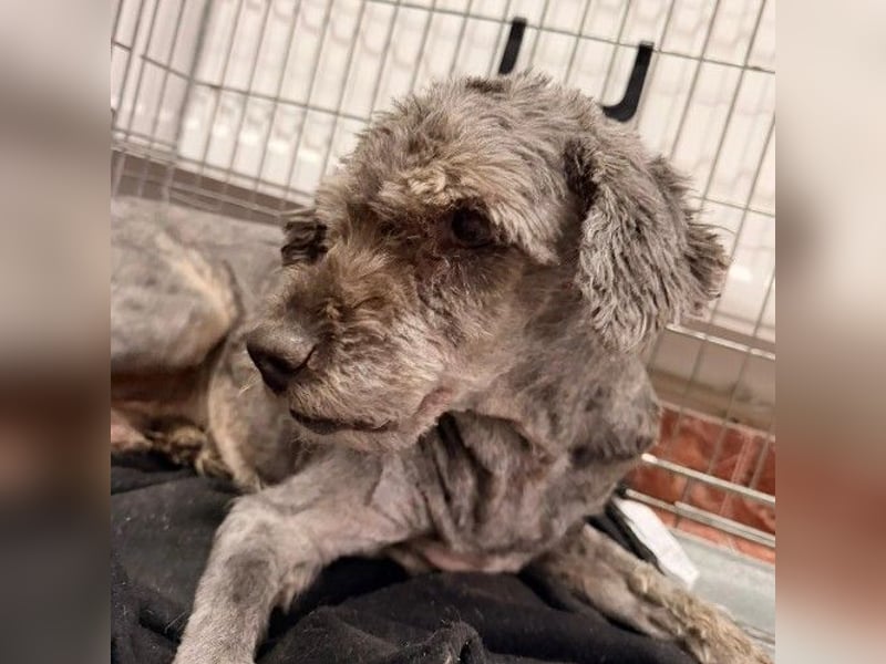 freundlicher Rocky sucht seine Familie