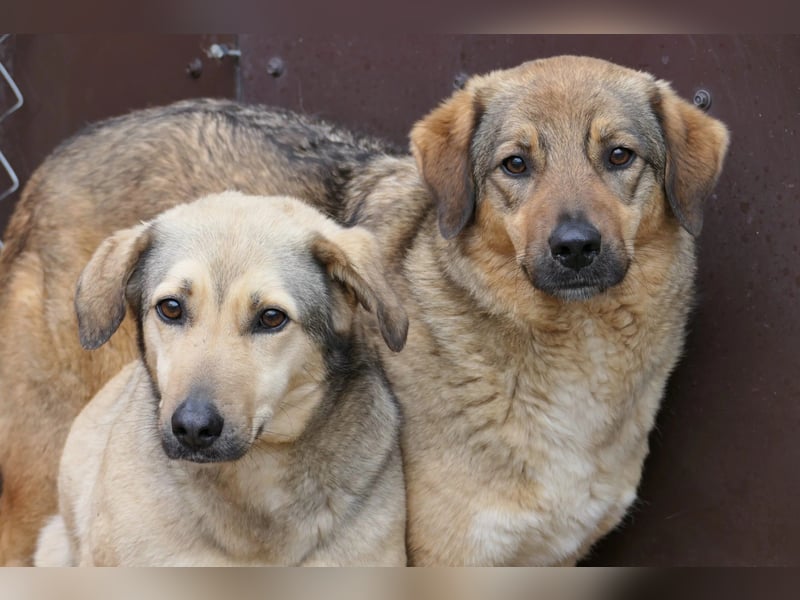 hübsche Laura sucht ihr Zuhause