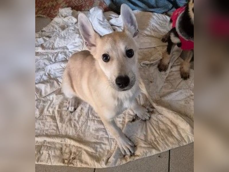 Ruhiger Valentin sucht geduldige Menschen