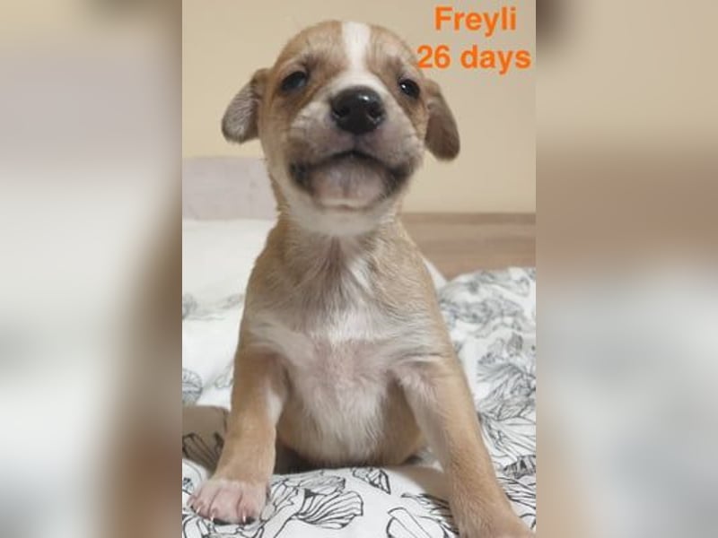 Freyli - männlich