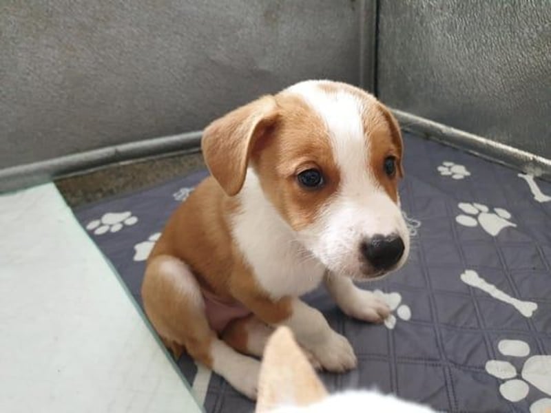 Enzo