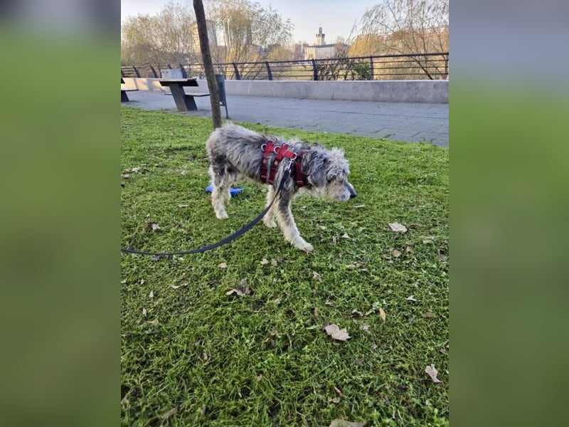 Benji