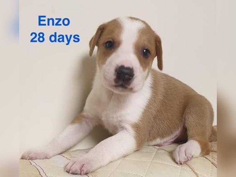 Enzo