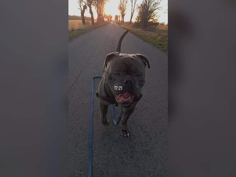 Balu ein Oeb Amarican Bulldog Mischling