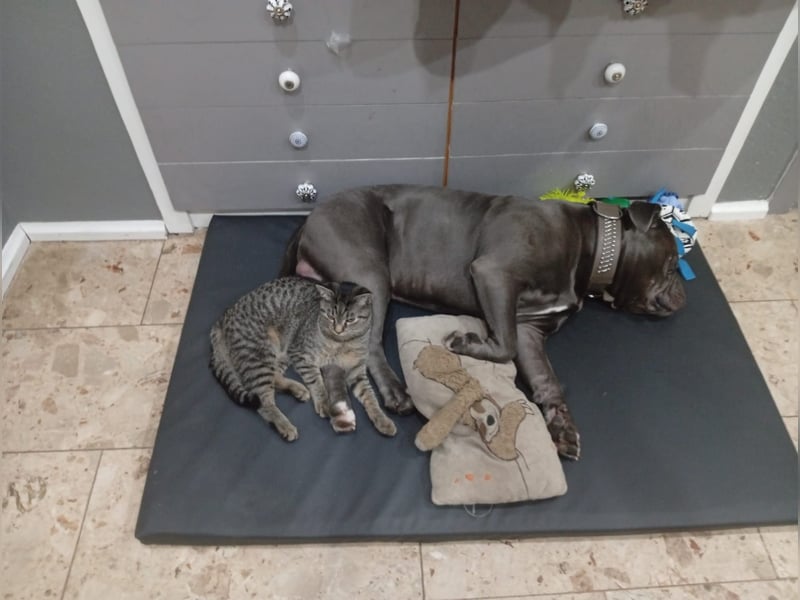 Balu ein Oeb Amarican Bulldog Mischling