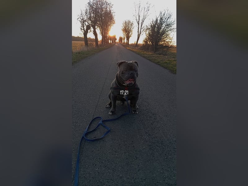 Balu ein Oeb Amarican Bulldog Mischling