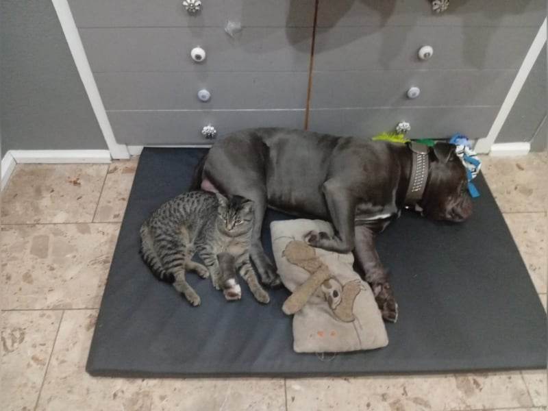 Balu ein Oeb Amarican Bulldog Mischling