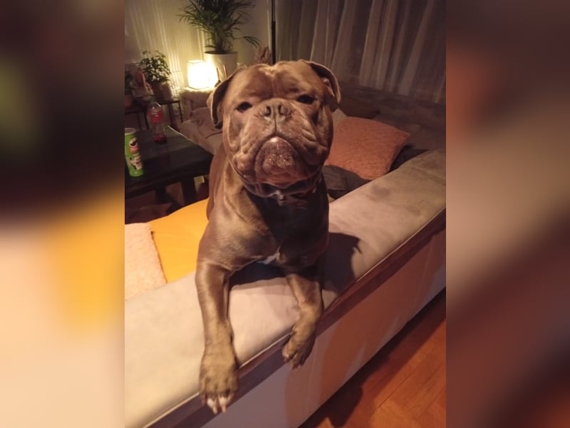 Balu ein Oeb Amarican Bulldog Mischling