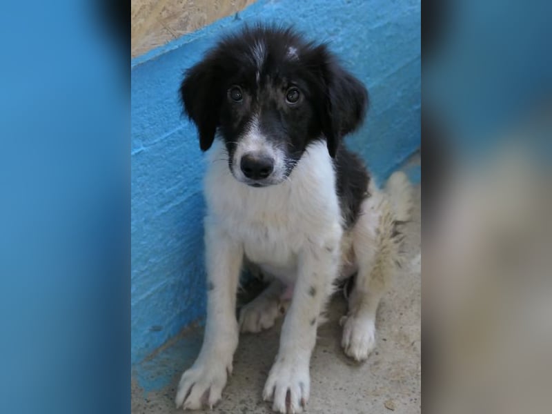 MILO - zarter, kleiner Junghund sucht Vertrauen
