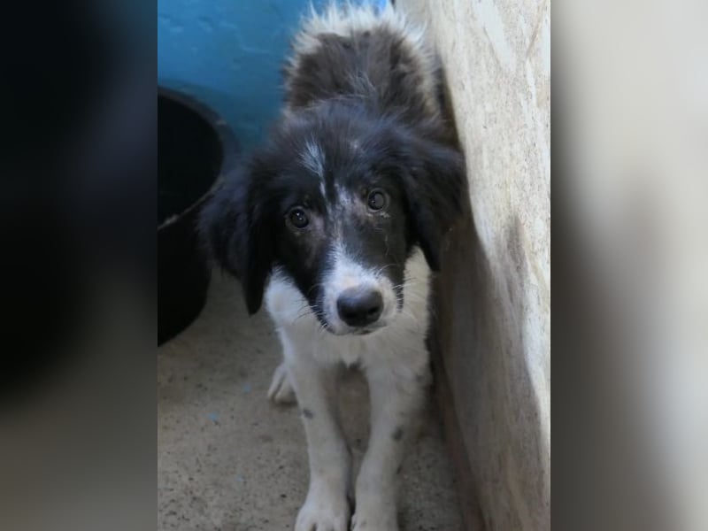 MILO - zarter, kleiner Junghund sucht Vertrauen