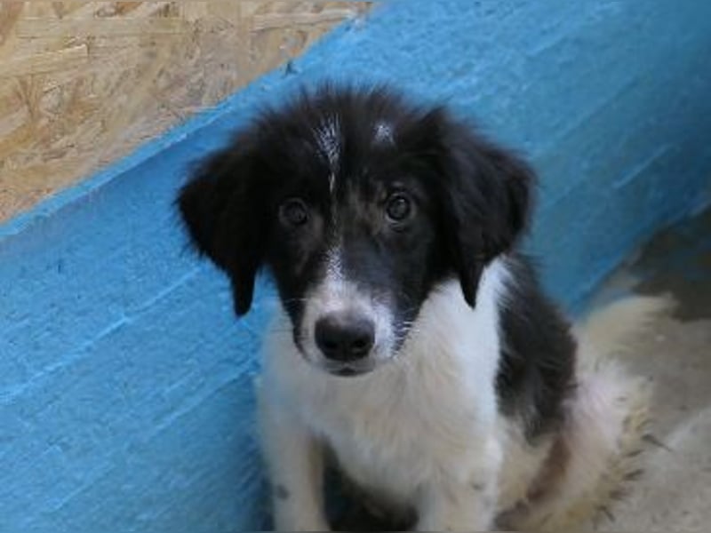 MILO - zarter, kleiner Junghund sucht Vertrauen