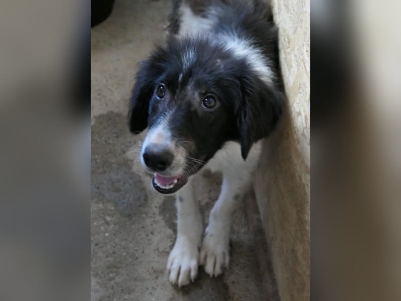 MILO - zarter, kleiner Junghund sucht Vertrauen
