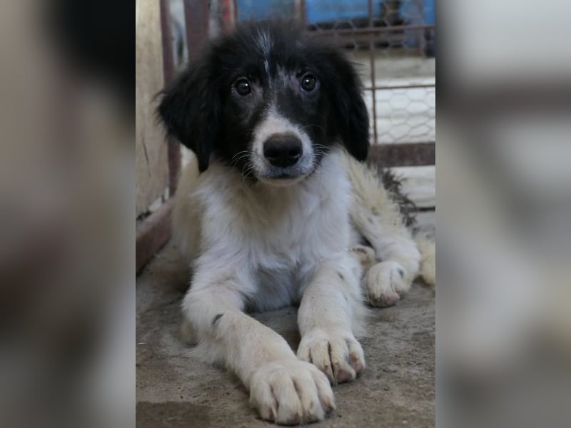 MILO - zarter, kleiner Junghund sucht Vertrauen