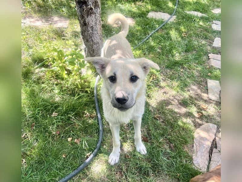 Mishi Junghund, verspielt for jeden Spaß zu haben.