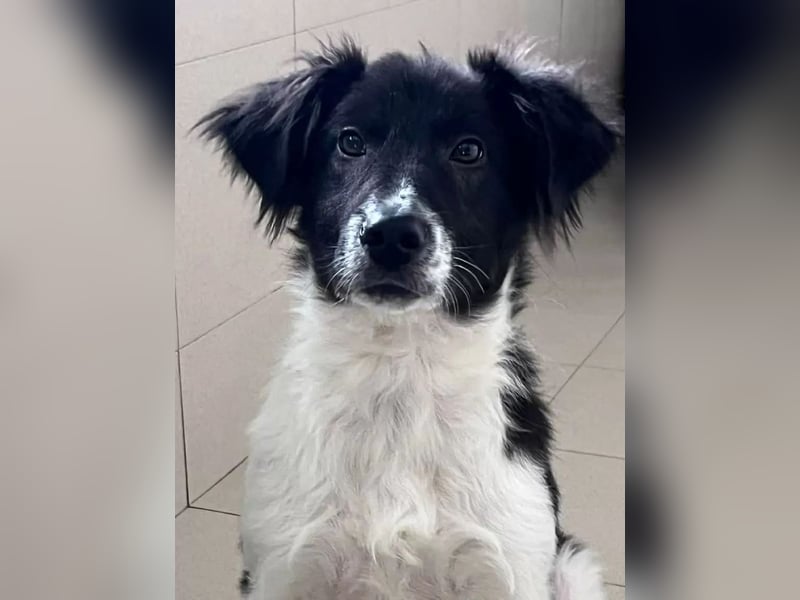 Jarro - Pflegestelle Dinslaken