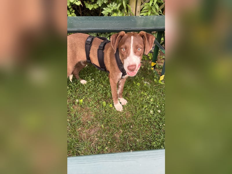 Pflegstelle Krefeld, Luna sucht dich.