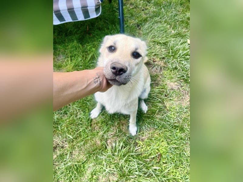 Mishi Junghund, verspielt for jeden Spaß zu haben.