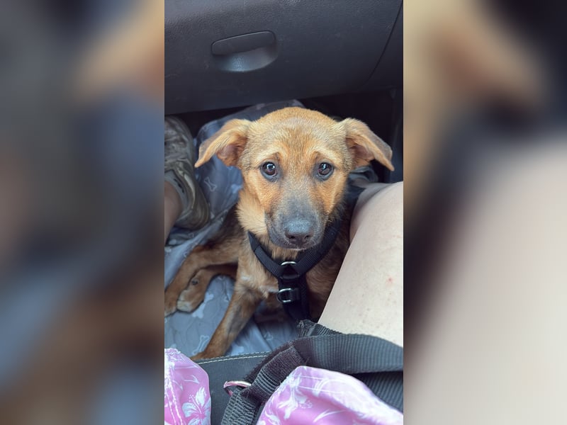 Sam auf Pflegestelle in Krefeld