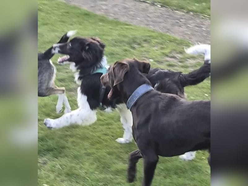 Jarro - Pflegestelle Dinslaken