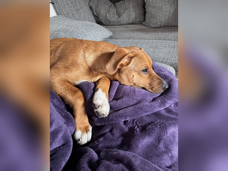 Pearl auf Pflegestelle in Rastede sucht ihr Glück