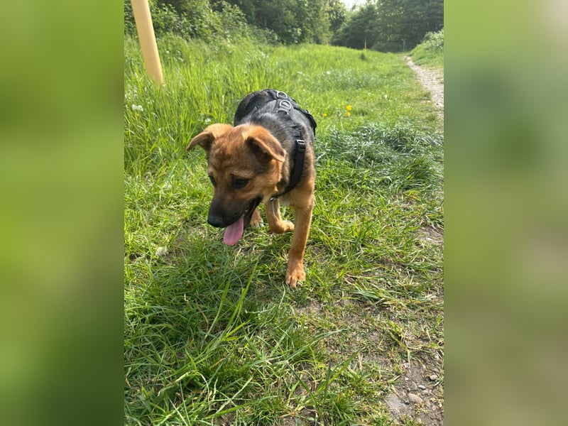 Sam auf Pflegestelle in Krefeld