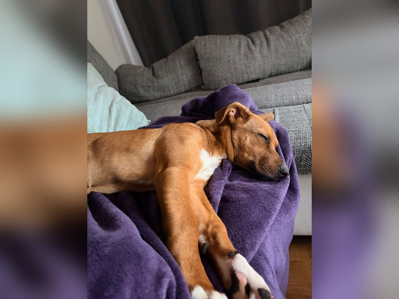 Pearl auf Pflegestelle in Rastede sucht ihr Glück