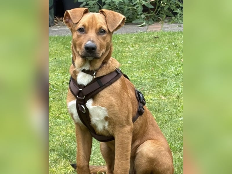 Pearl auf Pflegestelle in Rastede sucht ihr Glück