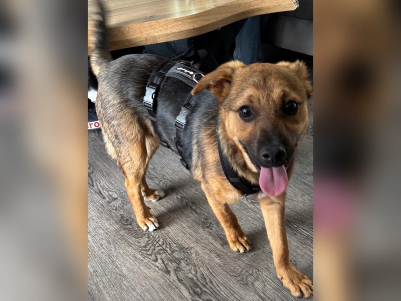 Sam auf Pflegestelle in Krefeld