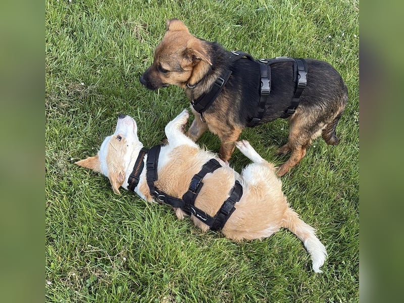 Sam auf Pflegestelle in Krefeld