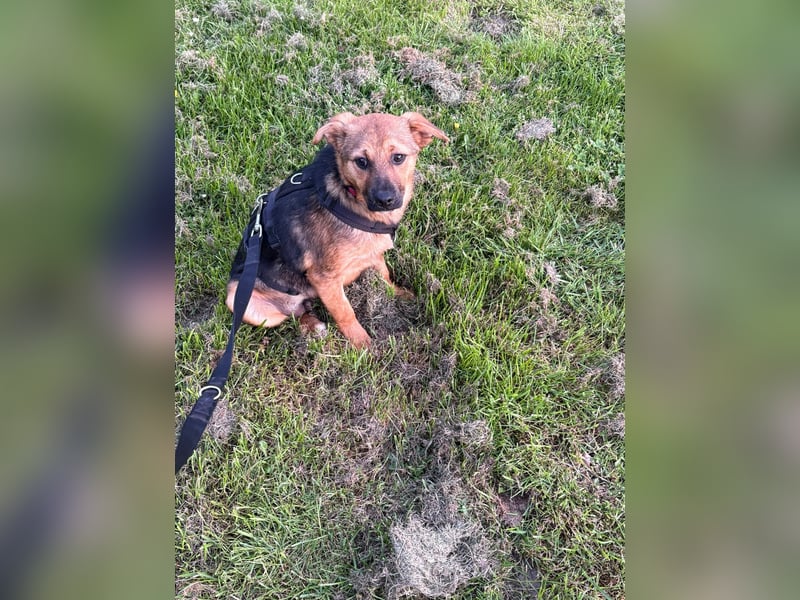 Sam auf Pflegestelle in Krefeld