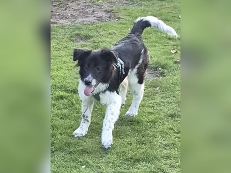 Jarro - Pflegestelle Dinslaken