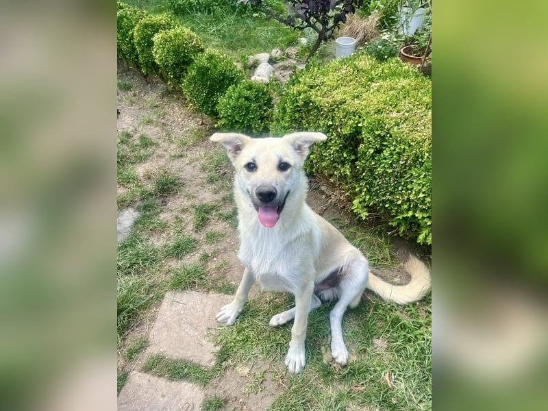 Mishi Junghund, verspielt for jeden Spaß zu haben.