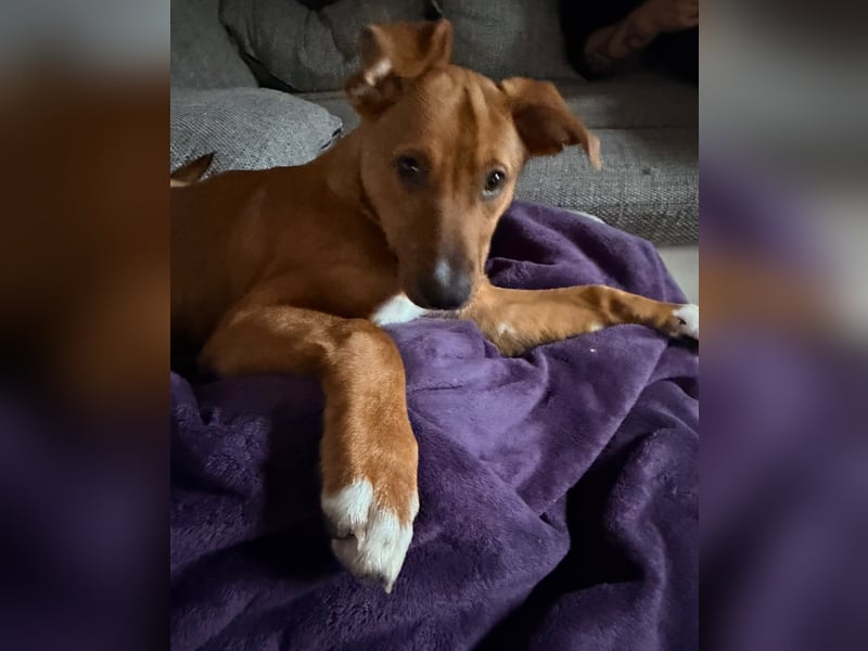 Pearl auf Pflegestelle in Rastede sucht ihr Glück