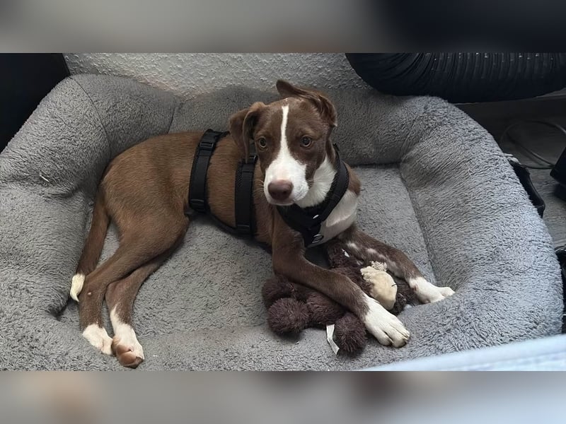 Pflegstelle Krefeld, Luna sucht dich.