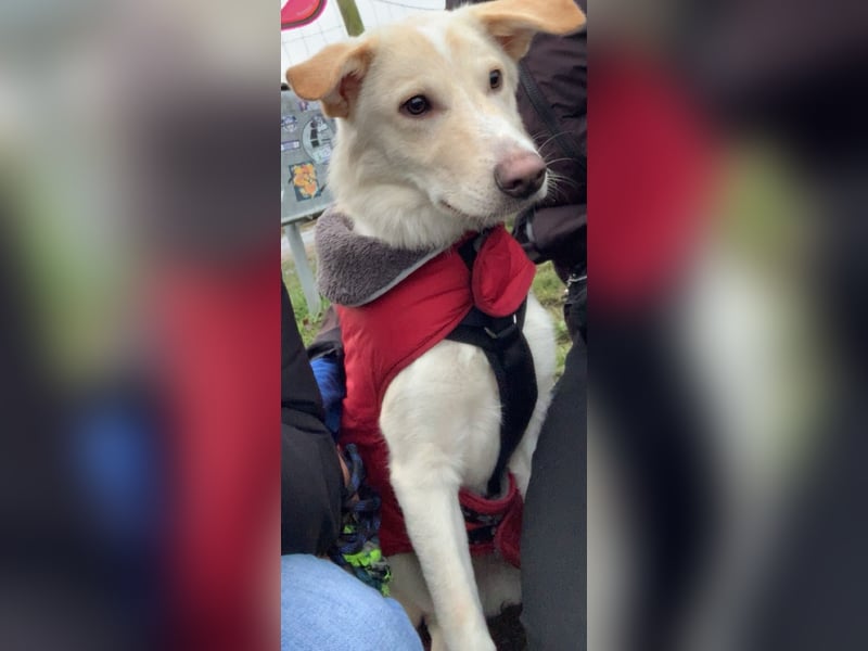 traumhafter Junghund GAVIN