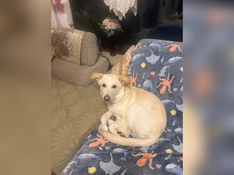 traumhafter Junghund GAVIN